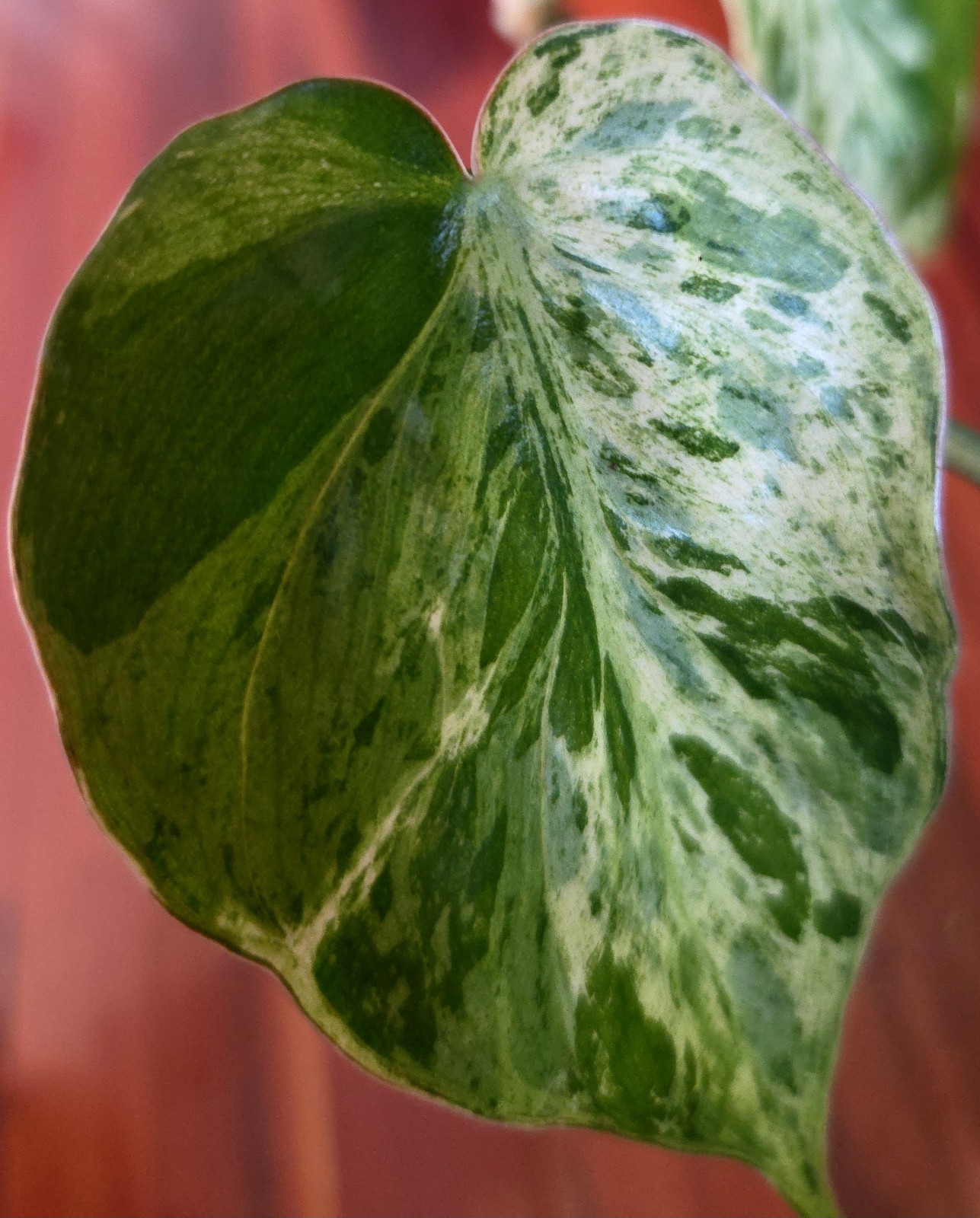 Rare Philodendron Hederaceum Variegated 12" Tall Not Monstera Anthurium Aroid gallery