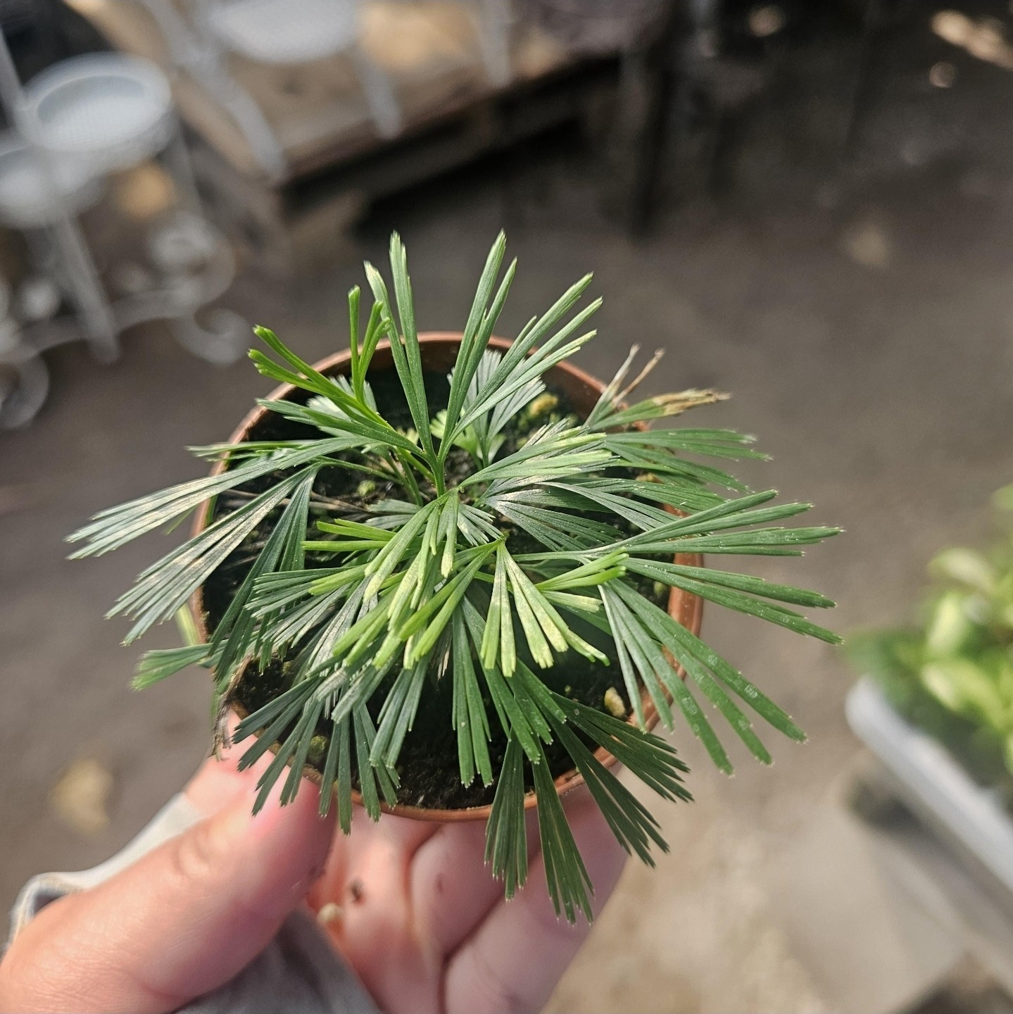 Eyelash Fern | Actiniopteris australis | Terrarium Plant | 2in pot | gallery