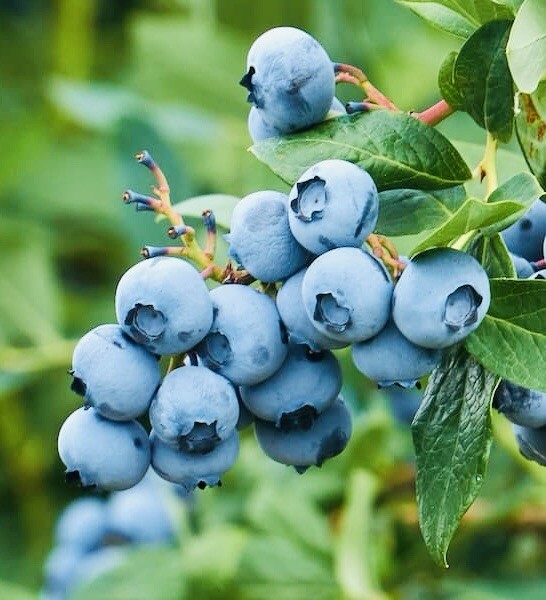 200+ SOUTHERN BLUEBERRY FRUIT SEEDS SWEET NON GMO FRESH HARVEST FREE SHIPPING gallery