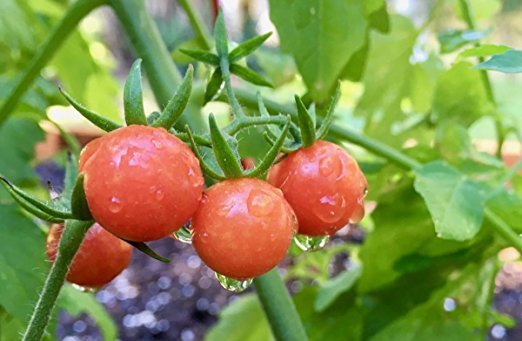 DELICIOUS, WILD FLORIDA EVERGLADES TOMATO SEEDS, PACK OF 40 SEEDS gallery