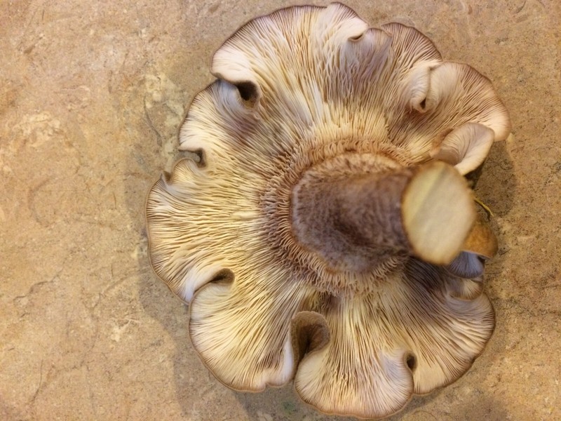 Mushroom plug spawn variety pack & drill/wax combo (4 100 packs) gallery