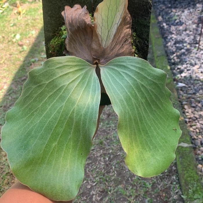 Platycerium Angolense Rare Exotic Tropical Indor Outdor Plant gallery