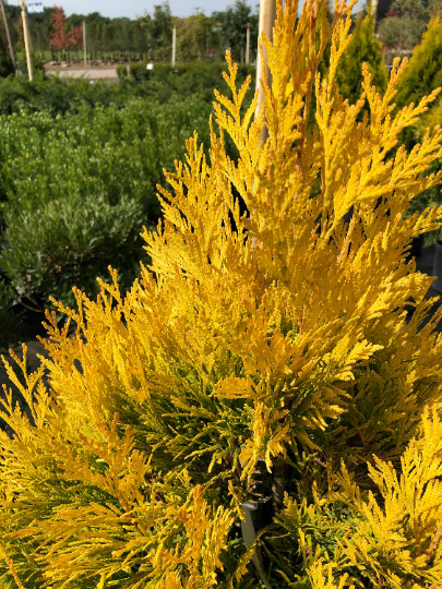 Golden Arborvitae (thuja plicata) tree qt pot gallery