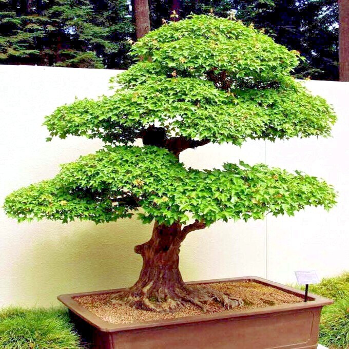 TRIDENT MAPLE TREE SEEDS (Acer buergerianum) Hardy Fall Colors Bonsai Plant gallery