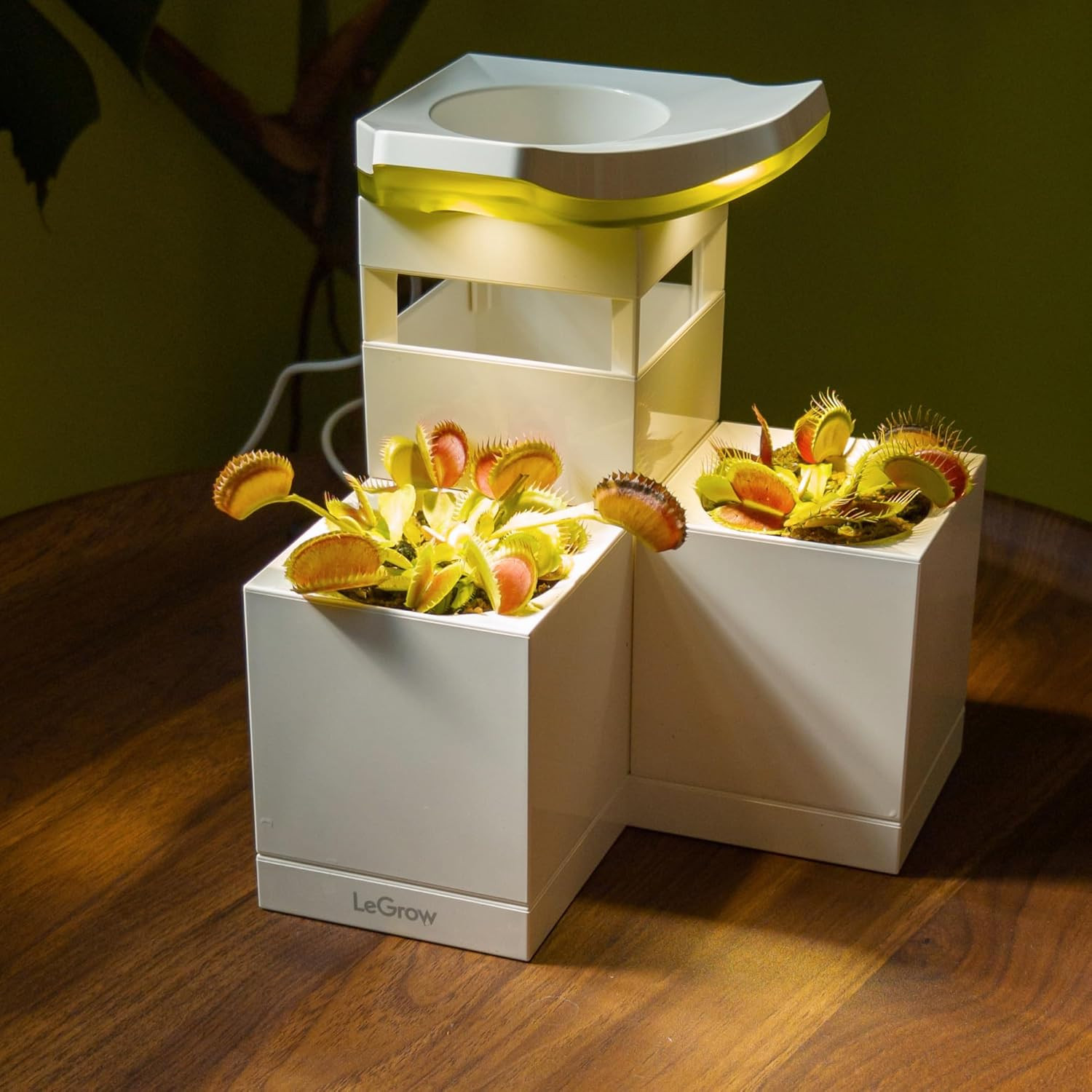Venus Fly Trap Pot, 50000Lux Grow Light with Timer, 7 Days Watering Free, Indoor gallery