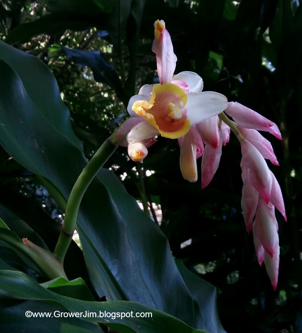 Alpinia hainanensis ginger rhizomes gallery