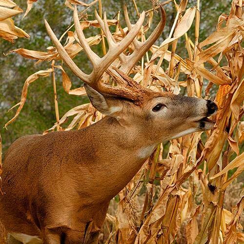 CZ Grain Dinner Getter Deer Food Plot Corn Seeds - 250 Seeds to Grow Deer Food - gallery