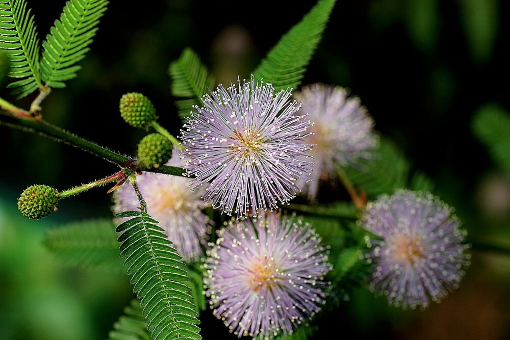 SENSITIVE PLANT Mimosa Pudica - 30 SEEDS. *LESS S&H gallery