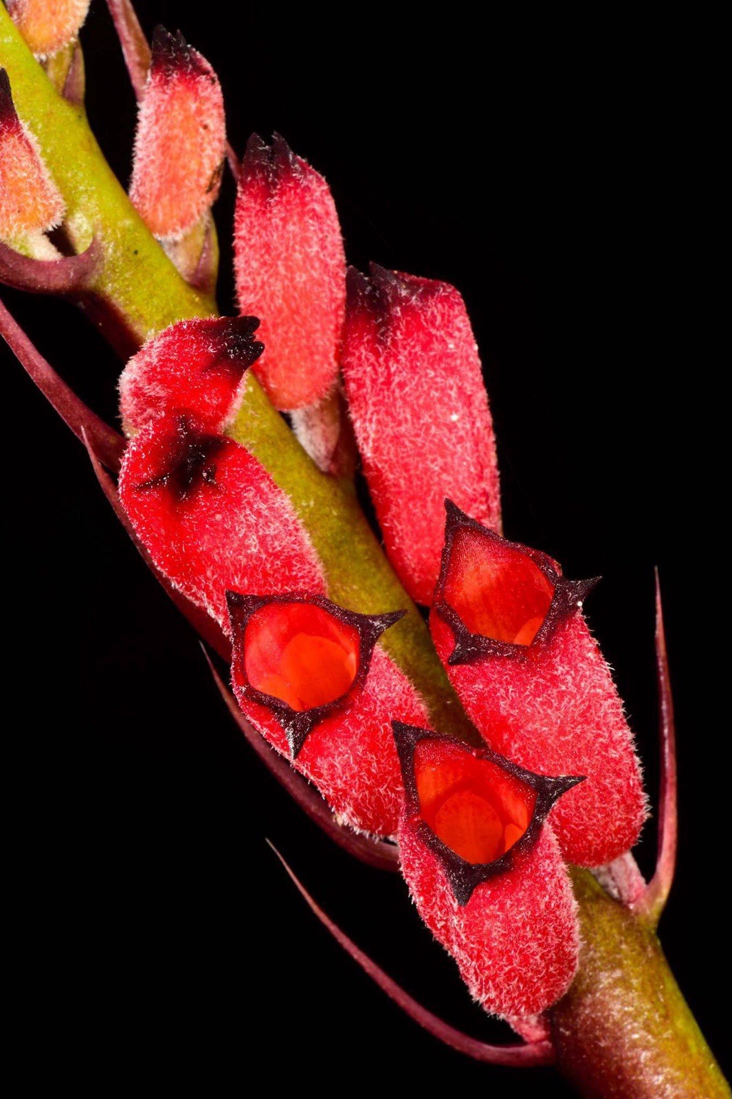 Cryptochilus sanguineus HIMALAYAN JEWEL, RED AND BLACK, RARELY OFFERED, ORCHID gallery