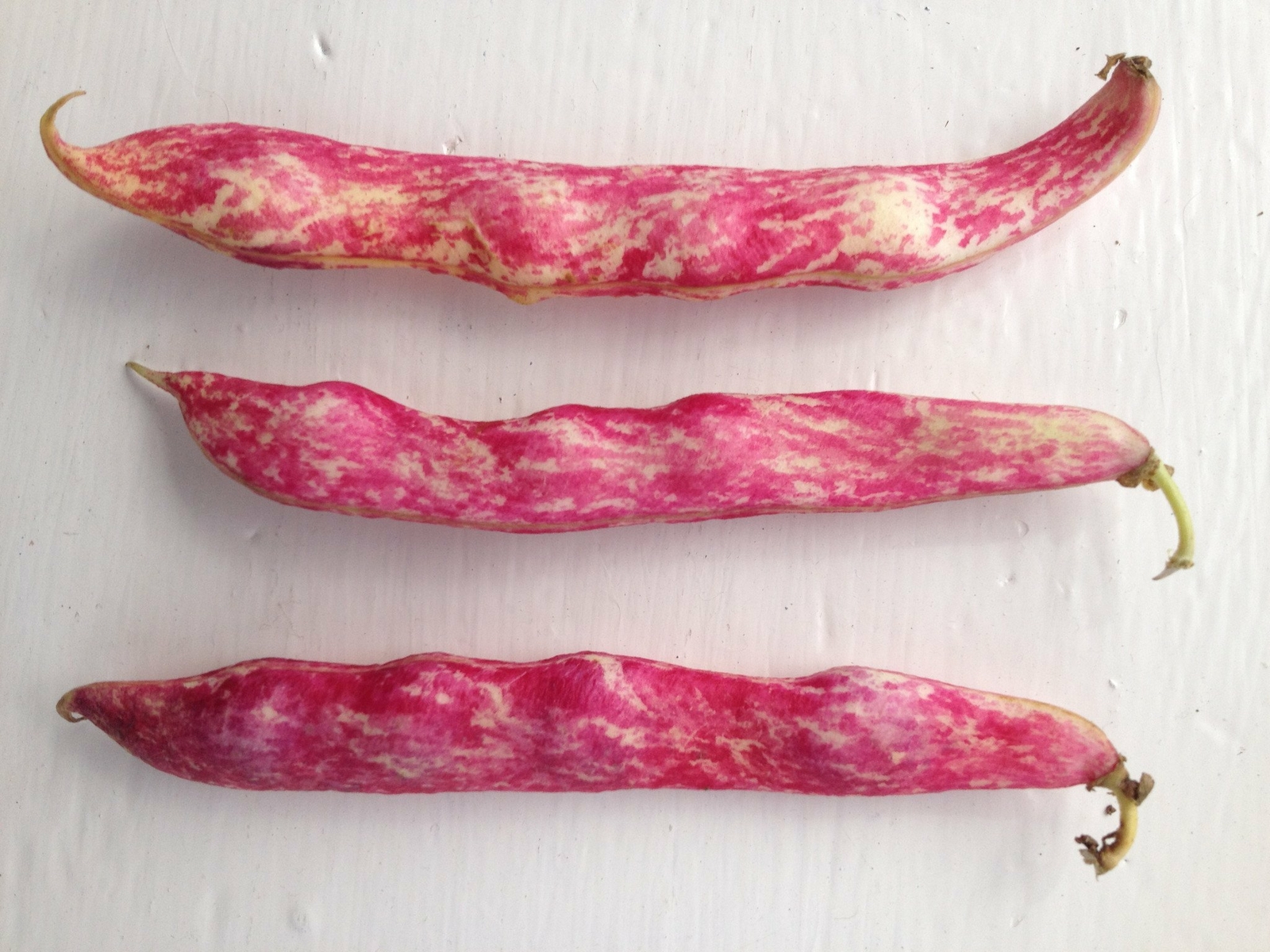 Organic Vermont Cranberry Bush Bean - Phaseolus vulgaris gallery