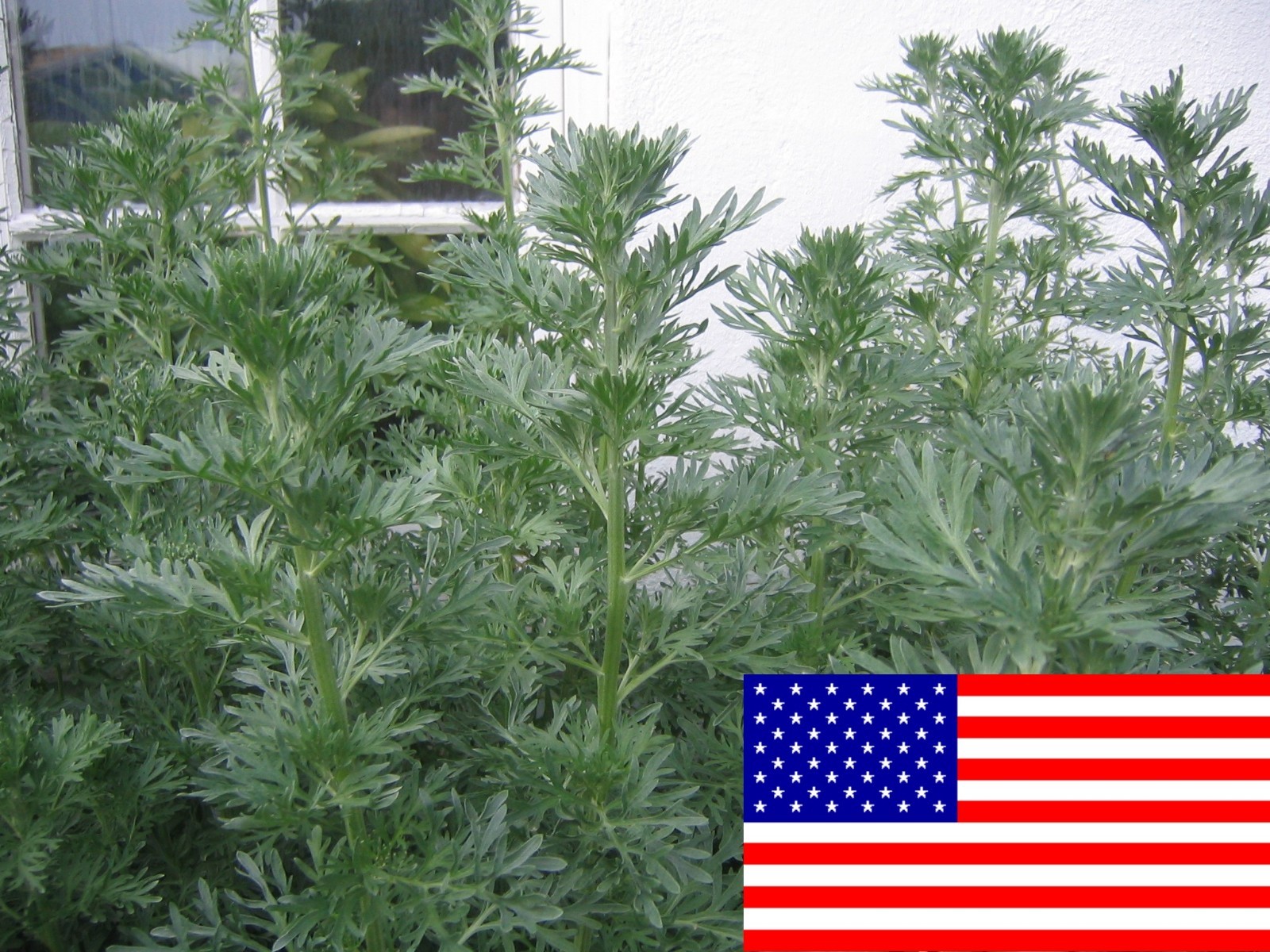 500 Artemisia Absinthium Seeds - Absinthe Wormwood - Medicinal Herbs gallery