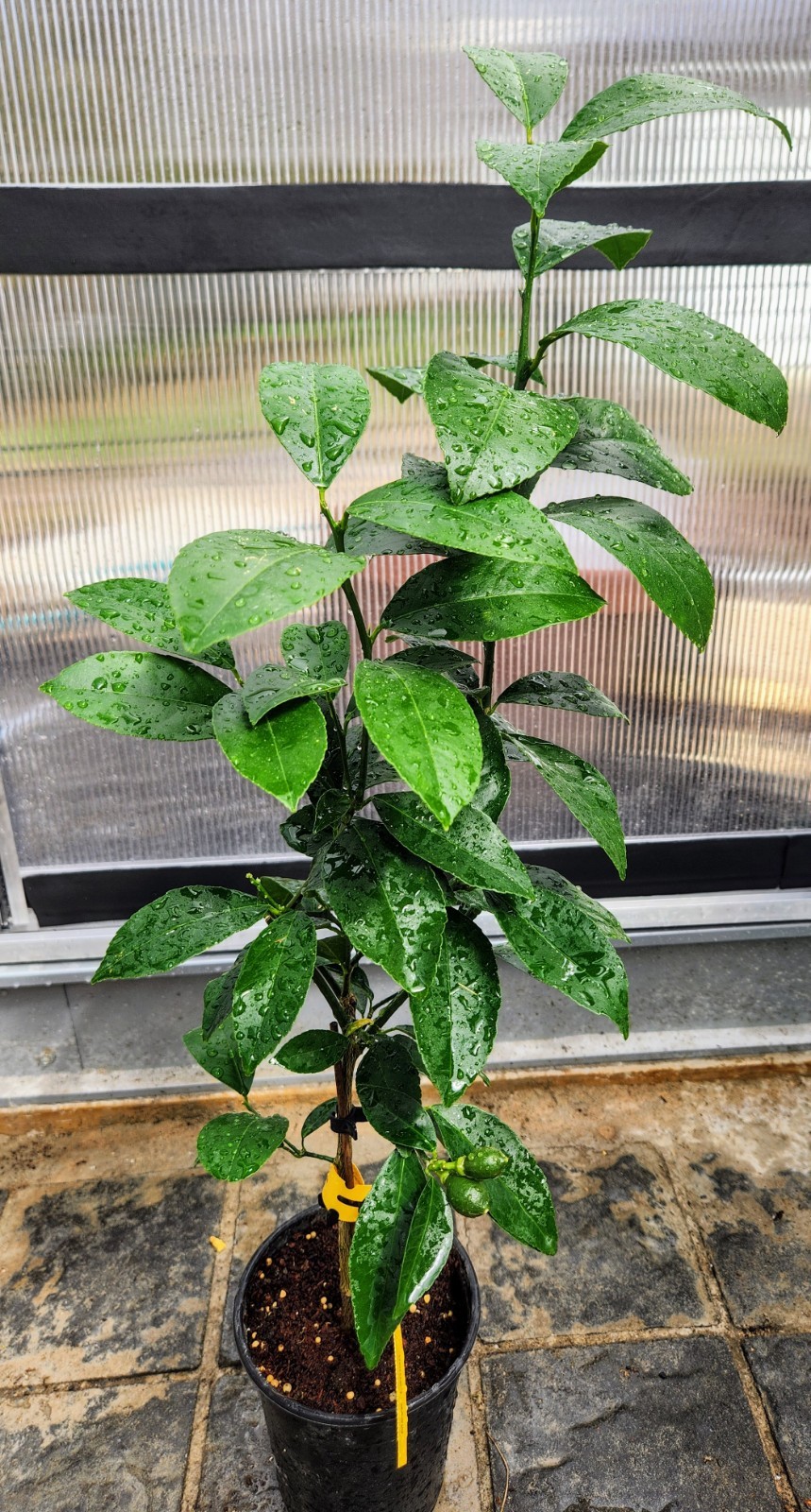 Meyer Lemon Tree - 14-20" Tall - Live Citrus Plant Will Fruit This Year gallery