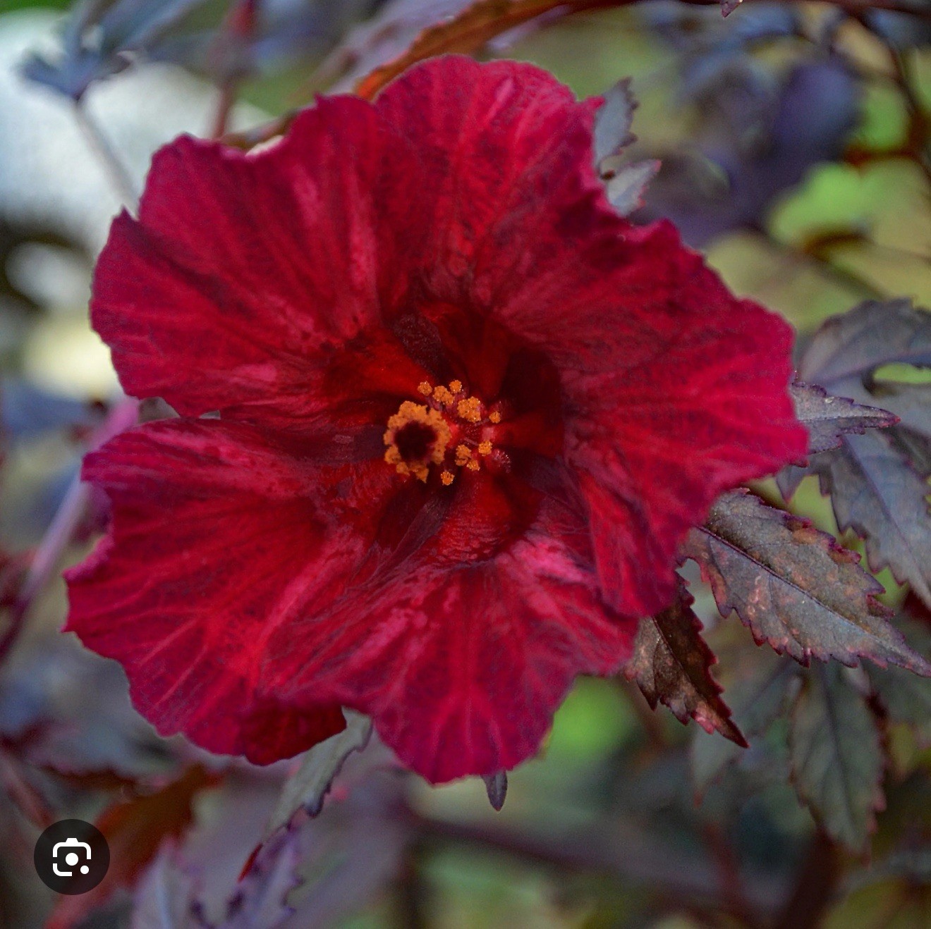 Midnight Marvel Hardy Hibiscus-SMALL ROOTED STARTER Plant-Hibiscus moscheuto gallery