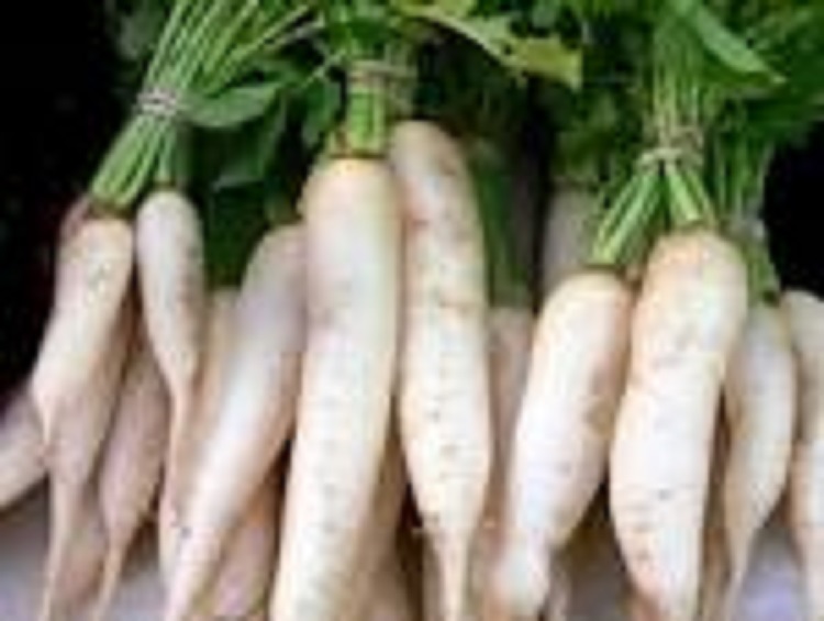 20 LBS TROPHY DAIKON FORAGE RADISH SEED FOR DEER FOOD PLOT BRASSICA DEER LOVE IT gallery