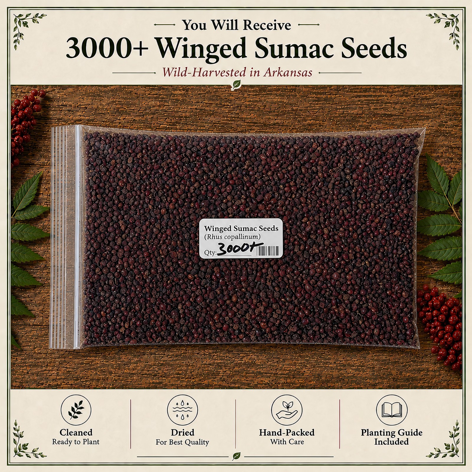 3000 Winged Sumac Tree Seeds (Rhus copallinum) Flameleaf Sumac – Zones 4-9 USA gallery
