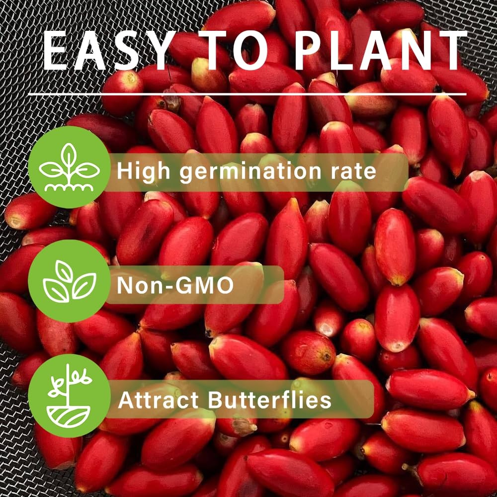 35+Tropical Miracle Berry Fruit Seed for Planting Outdoor-Edible Berries Plant Y gallery