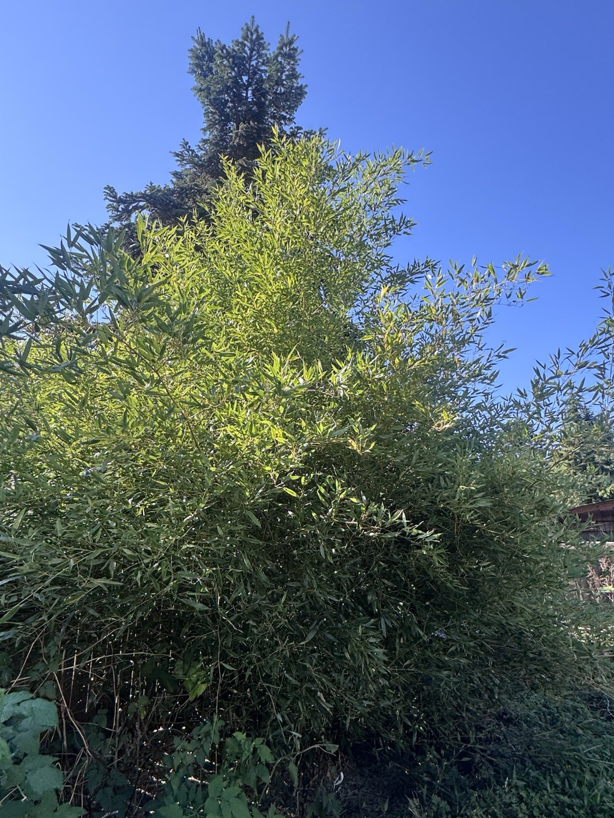 Cold Hardy Bamboo Rhizomes Bisetti Fall Sale phyllostachys bissetii gallery