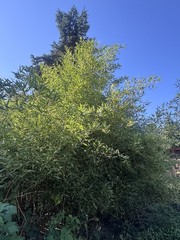 Cold Hardy Bamboo Rhizomes Bisetti Fall Sale phyllostachys bissetii