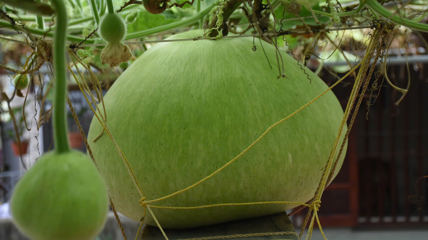 Giant Round Gourd Seeds | Calabash Gourd Seeds | Non-GMO, High Yield, Organic gallery