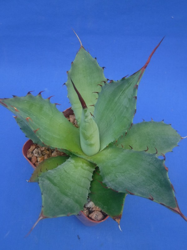 Agave potatorum "Spawn" Starter Plants! FINALLY AVAILABLE!! 3"-5" Wide! NICE! gallery