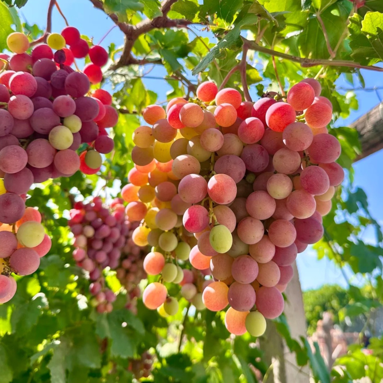 30 Red Grape Seeds – Sweet Juicy Table Grapes for Backyard Vineyard & Garden gallery