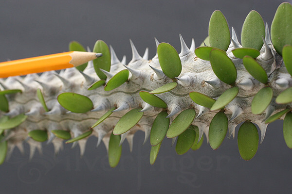 • Alluaudia Procera — Madagascar Ocotillo — NOT SEEDS! : HEALTHY LIVE PLANTS gallery
