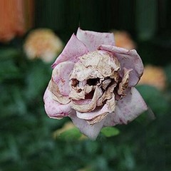 Unique Flowers
