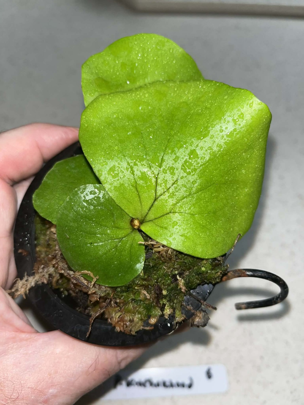 Platycerium Mount Kitshakood 3.5 Inch Pot Spore Grown Florida gallery