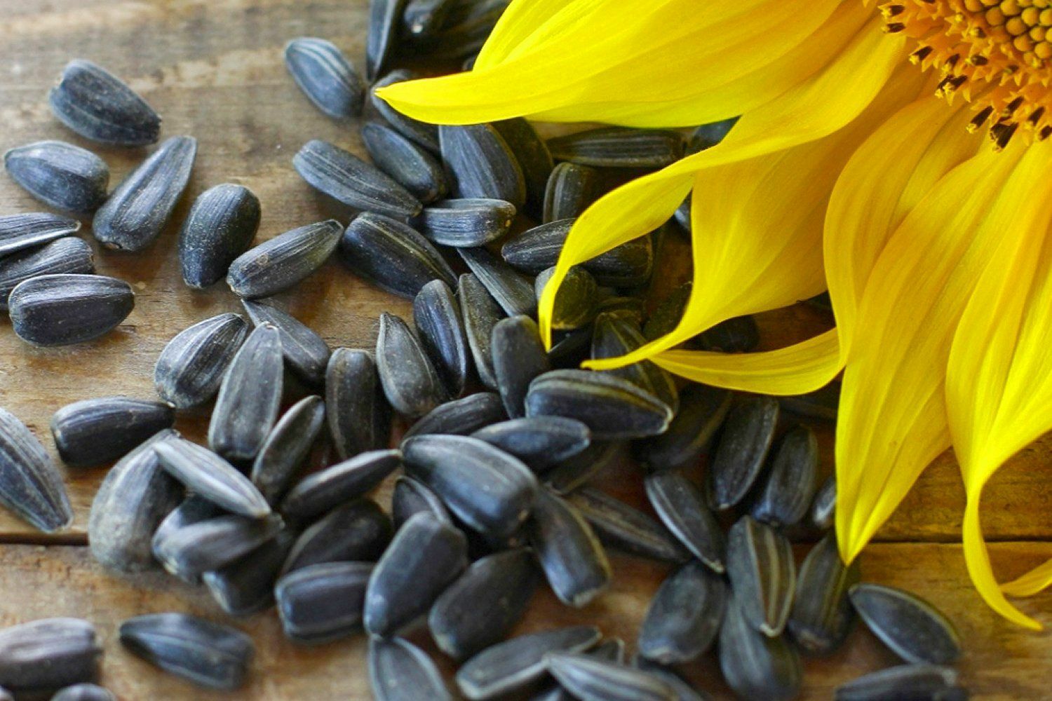 BULK Sunflower Seeds For Planting | Large Black Oil Mammoth Sun Flower Seed 2023 gallery