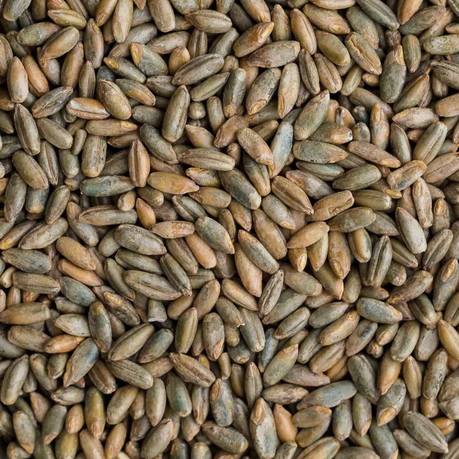 Rye Berries | 4 Pounds | Whole Rye Grain | Non-GMO Bulk Dry | Great for Breads gallery