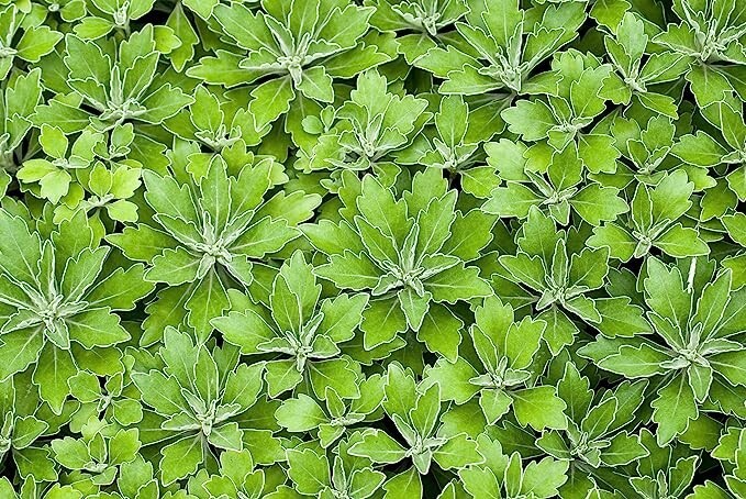 Lambsquarters, Lamb's Quarters Seeds for Planting (100 Seeds) - Chenopodium Albu gallery