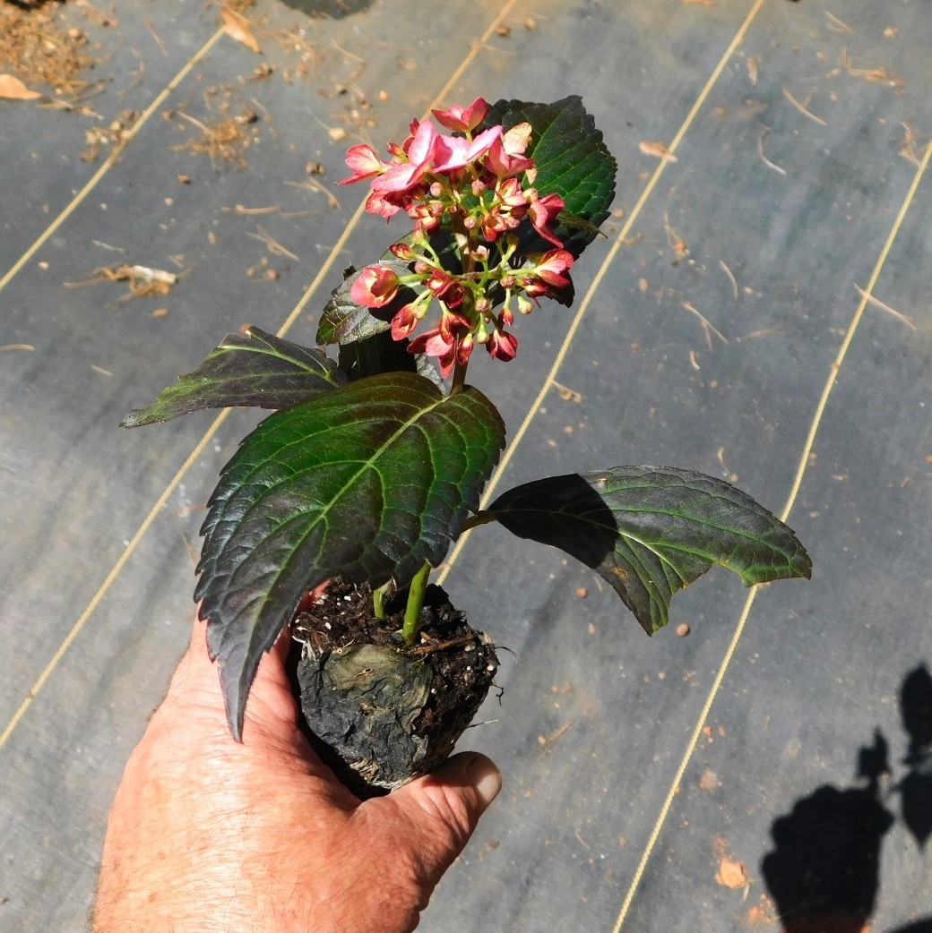 Dark Knight Hydrangea Plants gallery