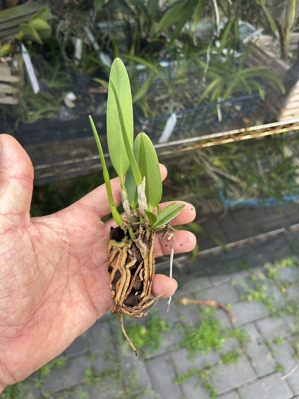 2 Different cattelaya Seedling Package, Orchids See photos For Names Vanda gallery