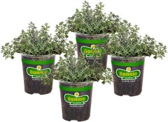 German Thyme Live Herb Plants – 4 Pack, Perennial in Zones 5 to 9, in Bouquet Ga