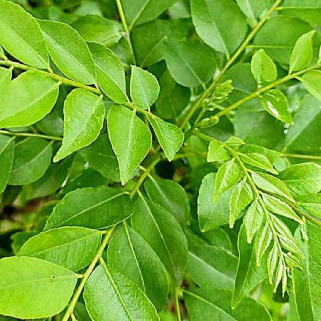 Dried Curry Leaf | 100% Organic Natural Powder | Ayurvedic Herb & Cooking Spice gallery