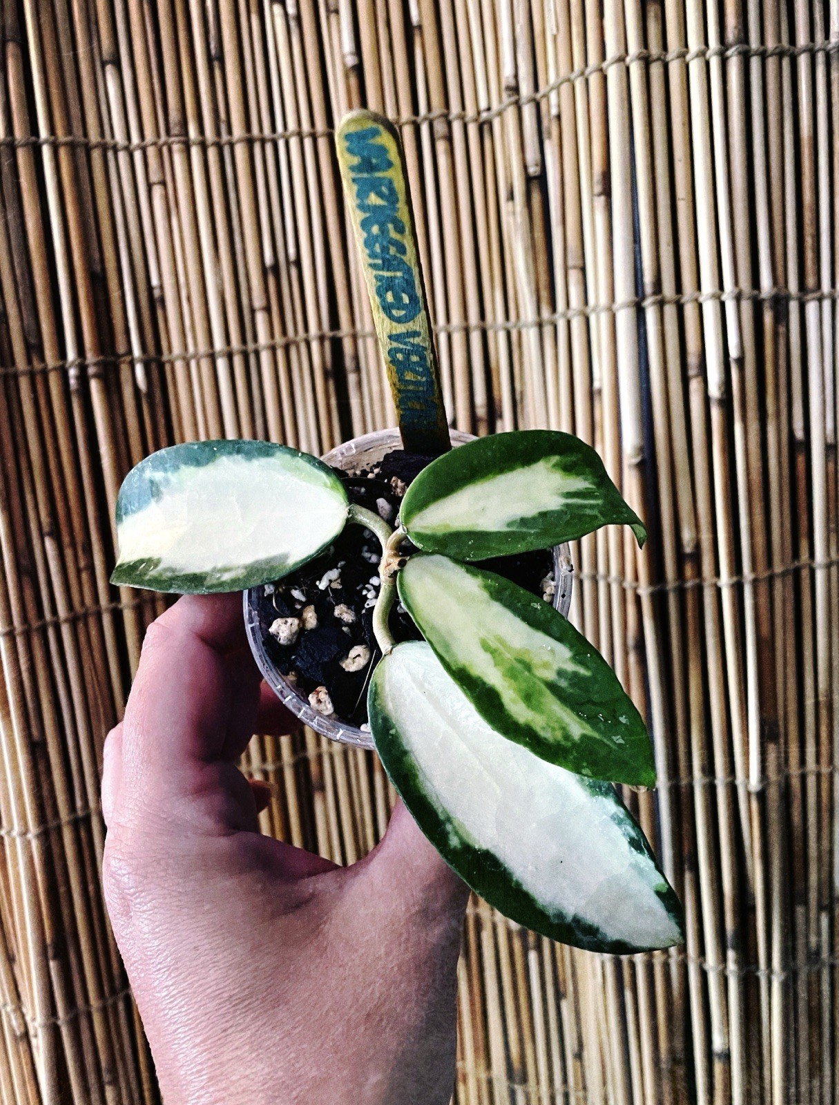 Rare Hoya Verticillata Inner Variegated Wax Flower Tropical Vining Plant gallery