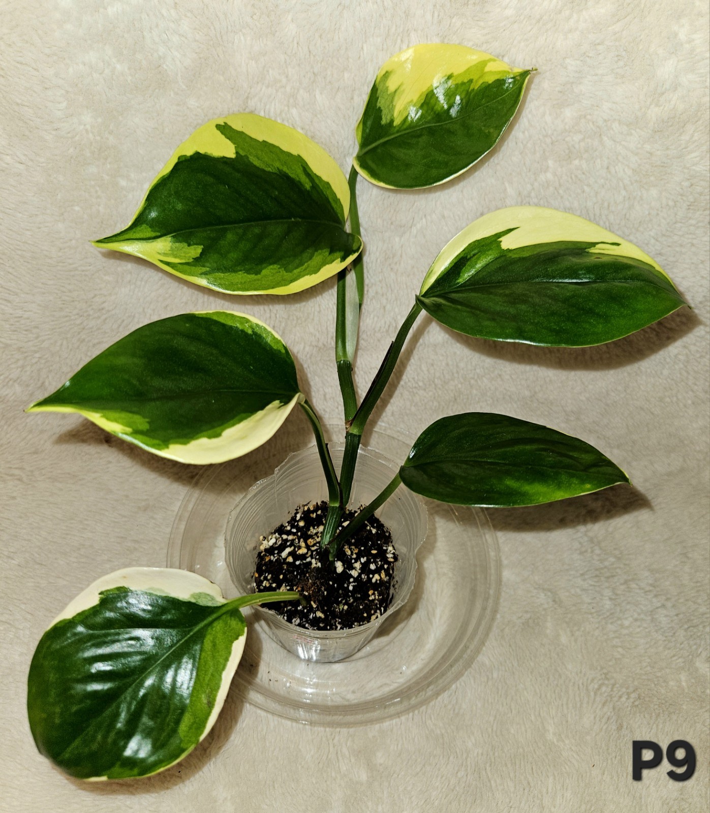 Manjula Poonsin In 3.5 Inch Pot gallery