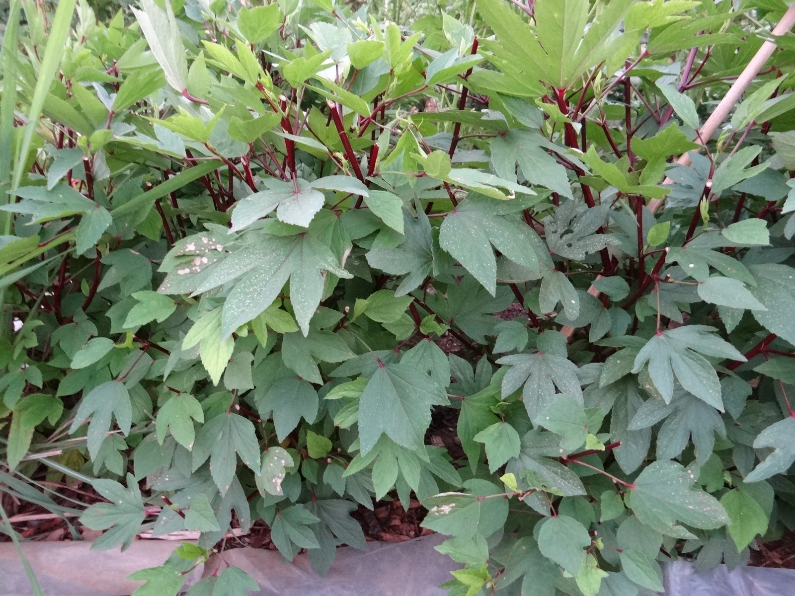 Red Hibiscus Roselle Seeds | Sabdariffa Sour Leaf Sorrel Chin Baung Jamaican gallery