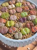 Live 10pc Lithops assorted succulents, 0.6-0.8" Bare root Wedding Favors gallery