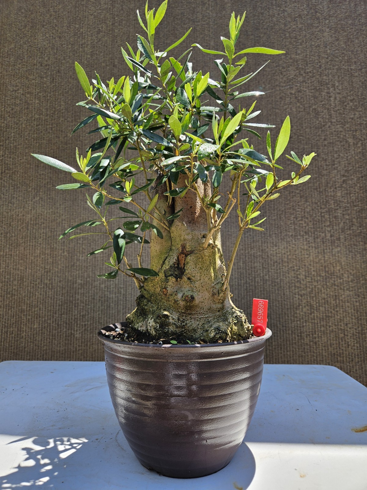 Old Fruiting Olive Bonsai Tree,,, SALE gallery