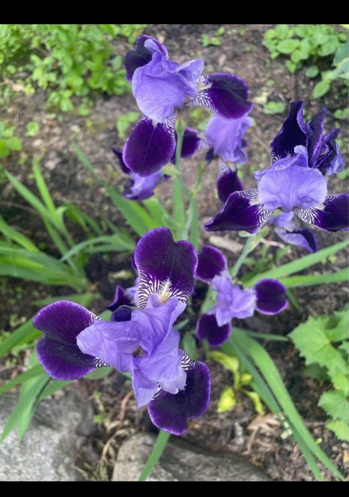 6 - Two - Tone Purple BEARDED IRIS Bulbs/Rhizomes FRESH - Perennial gallery