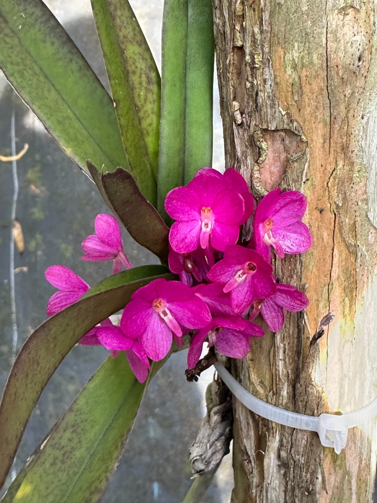 LOVELY COMPACT VANDA ORCHID SPECIES ampullacea BS 2 growth gallery