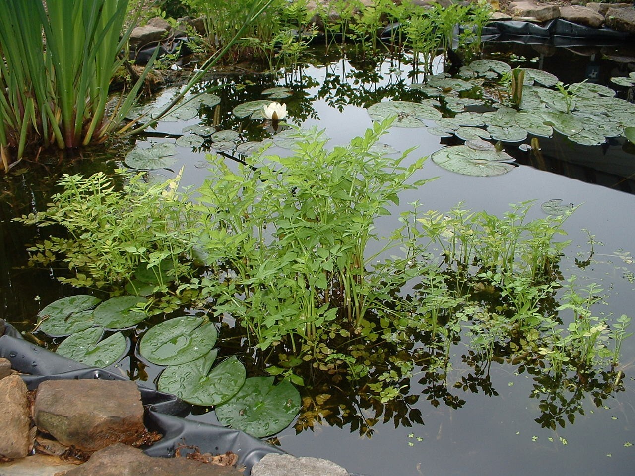 10 Water celery Pond Plant Bog/Marginal plant gallery