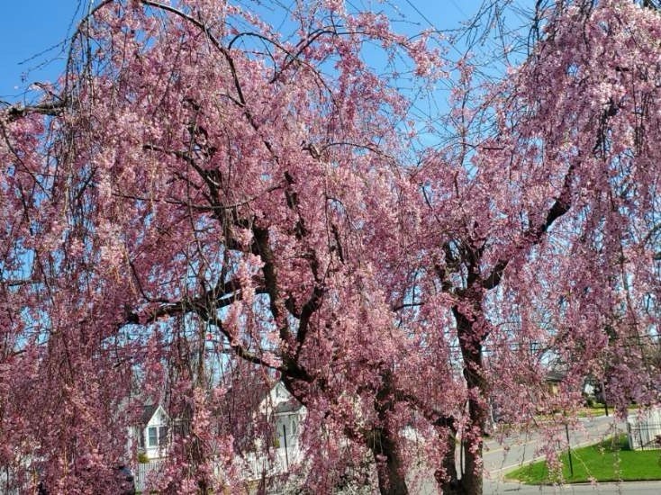 PINK Japanese Weeping Cherry Tree Rooted Plant Hardy LIVE PLANT 6 -8 inches Tall gallery