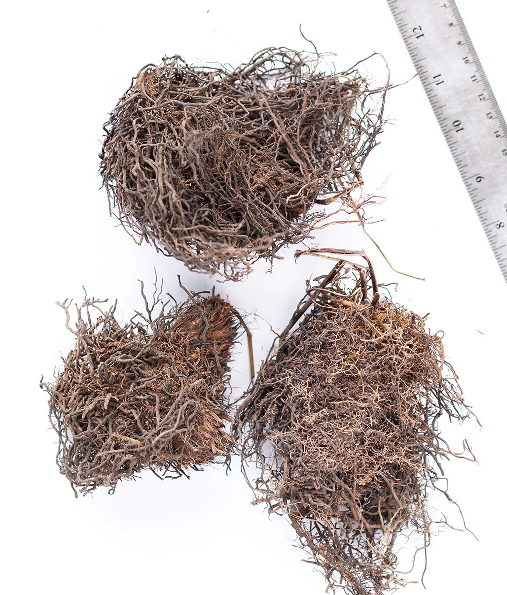 Cinnamon Fern - 3 root divisions gallery