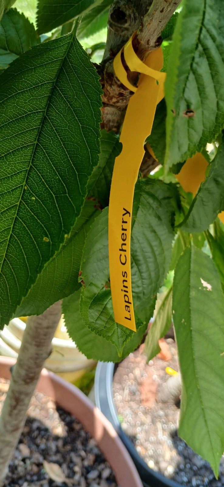 3 Years Old Multi Grafted 5 Different Organic Premium Cherry Tree On One Tree gallery