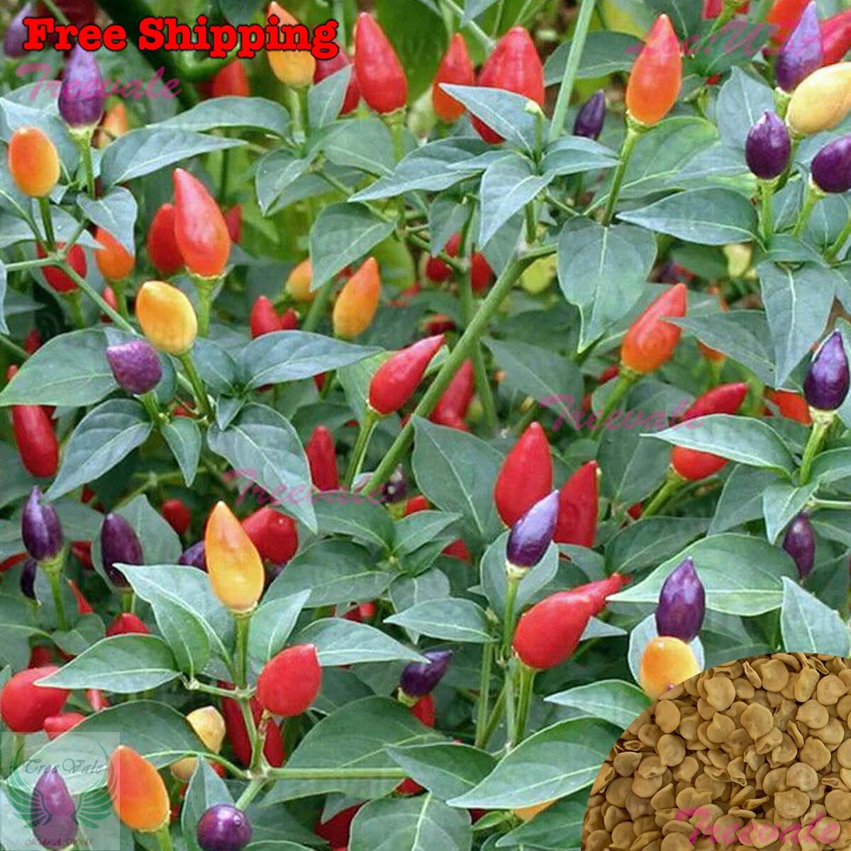 Fire Cracker Pepper, Birdseye Chili, Hot Pepper SEEDS | NON-GMO |Vegetable Seeds gallery