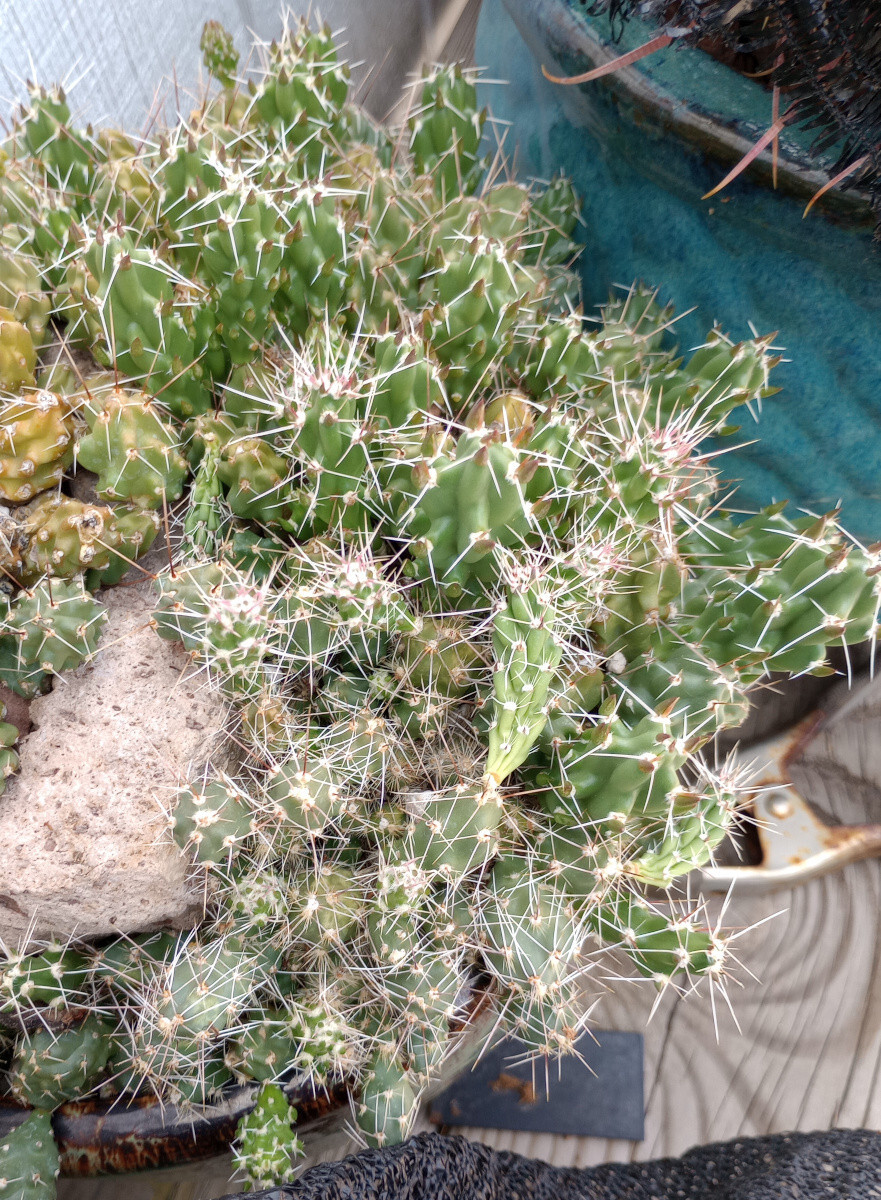 Grusonia bulbispina Rare Durango, Zacatecas Mat Forming Cactus 4 Cuttings gallery