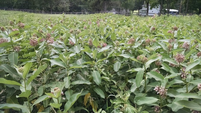 Common Milkweed Pollinator Seed Plot Strings, 9 Seed/Clay balls Per string gallery