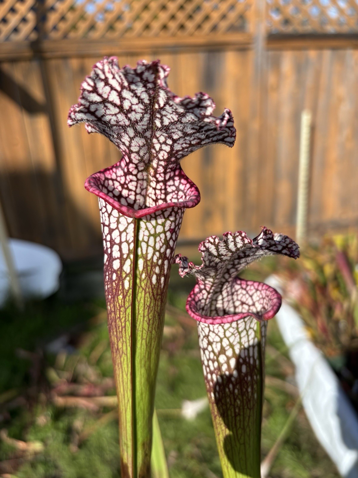 Sarracenia Leucophylla Walton Co. FL “red Form” Med-Lg Divisions gallery
